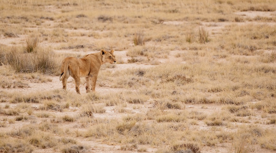9 day kenya and tanzania safari